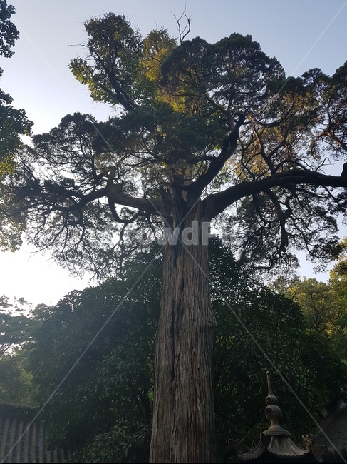 고목,천지신명,소원,소원성취,꿋꿋함,늘,그자리,식물,자연,plants,nature,나무,trees,wood