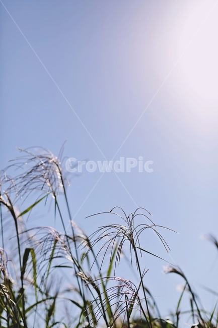 갈대,하늘,공원,sky,reed,park,sunlight,가을,계절,fall,autumn,season,plant,식물,grass,잔디