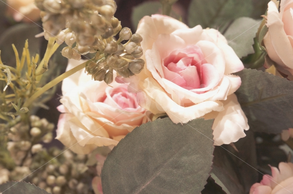 장미꽃,장미,꽃,조화,분홍색,풀잎,꽃잎,식물,자연,plants,nature,꽃,flower