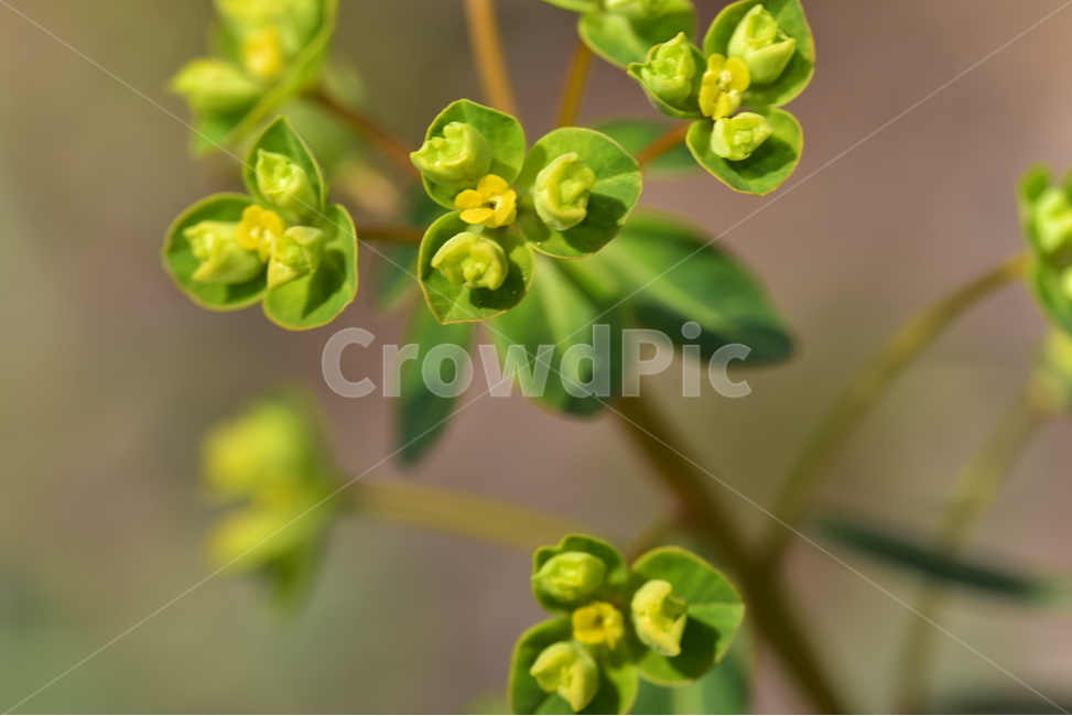 식물,자연,꽃,야생화,봄,봄,계절,spring,season,식물,자연,plants,nature,꽃,flower,plant,sprout,새싹,bud,싹,blossom