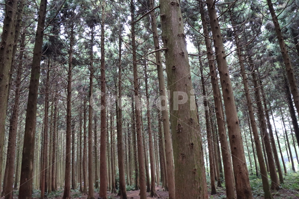 숲,숲길,삼나무,삼나무숲,forest,식물,plant,나무,tree,자연,풍경,nature,landscape