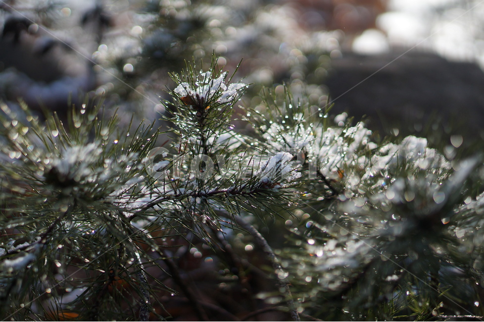 빛망울,보케,물방울,빛,풍경,나무,겨울,햇빛,겨울,계절,winter,season,식물,자연,plants,nature