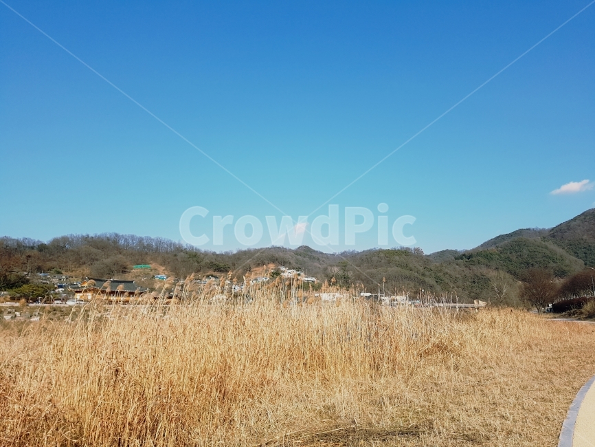 갈대,갈대밭,하늘,풍경,가을,겨울,들판,파란색,자연,풍경,nature,landscape,시골,마을,country,rural,town,field,들,outdoors,옥외,grassland,목초지