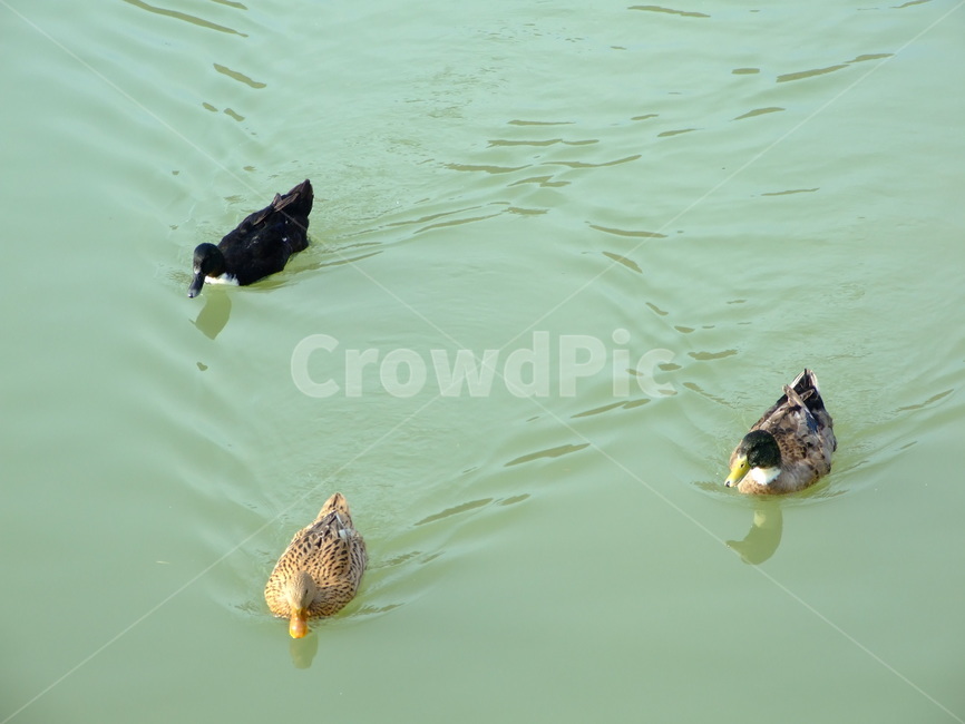 오리,물오리,호수,풍경,시골,동물,animal,조류,새,birds
