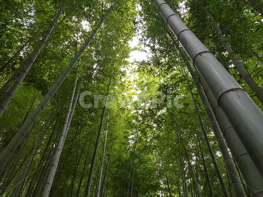대나무,bamboo,식물,plant,자연,거제도,맹종죽