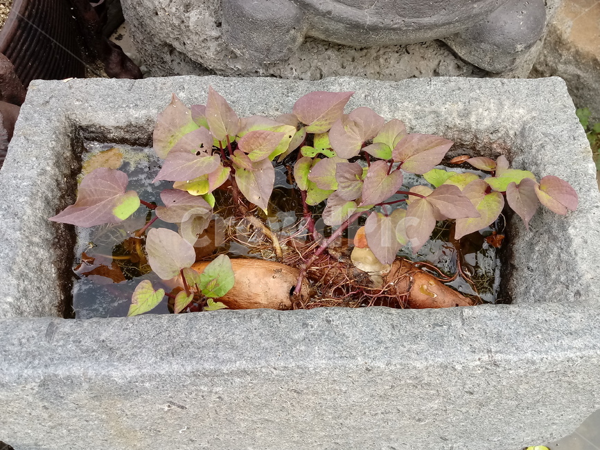 식물,고구마,잎,leaf,돌,화강암,고구마싹,식물,자연,plants,nature