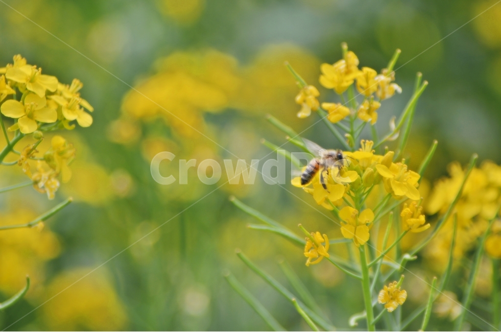 봄,유채꽃,유채,꽃,벌,노란,봄,계절,spring,season,식물,자연,plants,nature,꽃,flower,동물,animal,곤충,벌레,insect,bug,invertebrate,무척추 동물,bee,honey bee,꿀벌