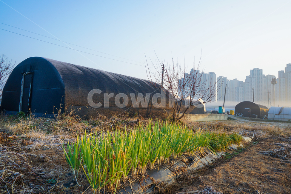 밭,파,파밭,텃밭,아파트,비닐하우스,농막,농사,농업,산업,industry,industrial,농업,농사,agriculture,farming,farming industry