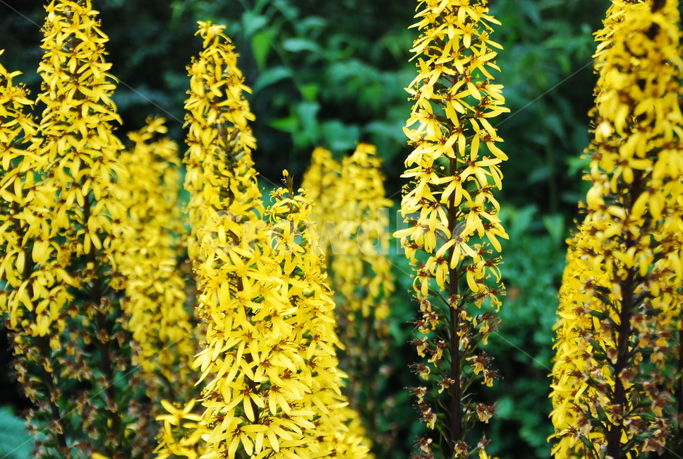 꽃,flower,blossom,식물,plant,yellow,식물,자연,plants,nature,꽃,flower