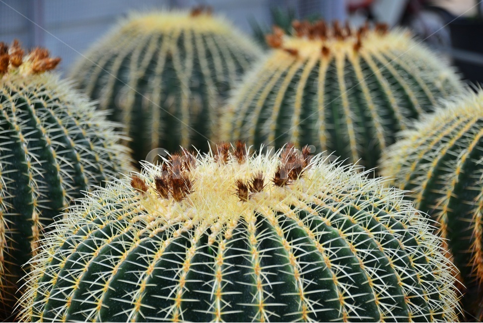 plant,식물,cactus,선인장,다육,다육식물,관상식물,관상다육,다육이,식물,자연,plants,nature