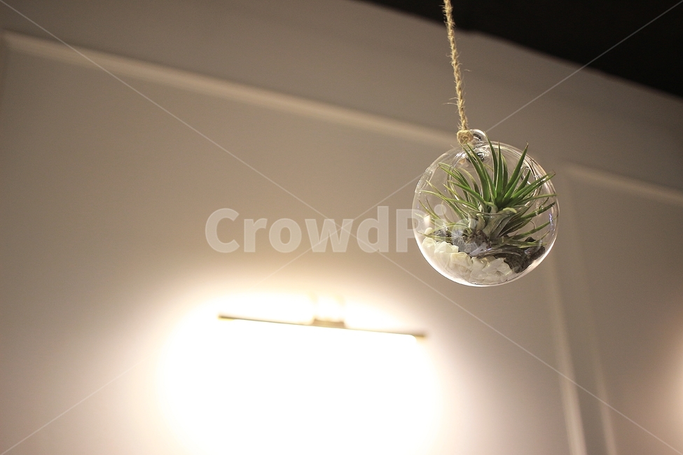 틸란드시아,테라리움,공기정화식물,식물,조명,terrarium,plant,tillansia,인테리어,interior,플랜트,카페인테리어,식물,자연,plants,nature,인테리어,실내디자인,interior design