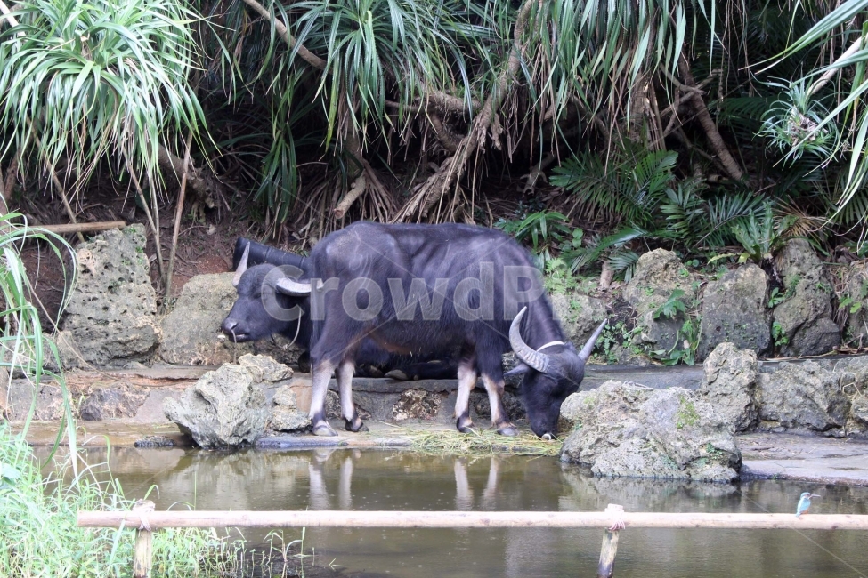 소,물소,동물,야생동물,뿔,야생,풀,여물,우리,울타리,가축,사육,cow,검은색,동물,animal,포유류,mammal