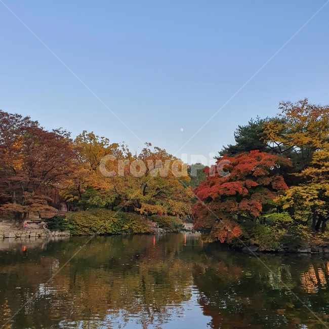 가을,단풍,창경궁,춘당지,산책,힐링,하늘,자연,nature,가을,계절,fall,autumn,season,water,물