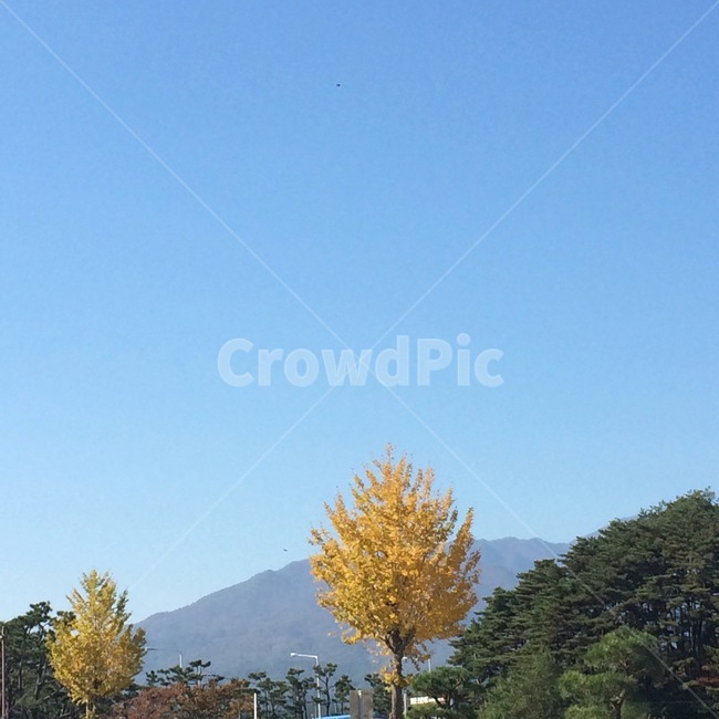 자연,나무,은행나무,가을,하늘,가을,계절,fall,autumn,season,자연,풍경,nature,landscape,나무,trees,wood,tree,plant,식물,fir,전나무,conifer,구과 식물