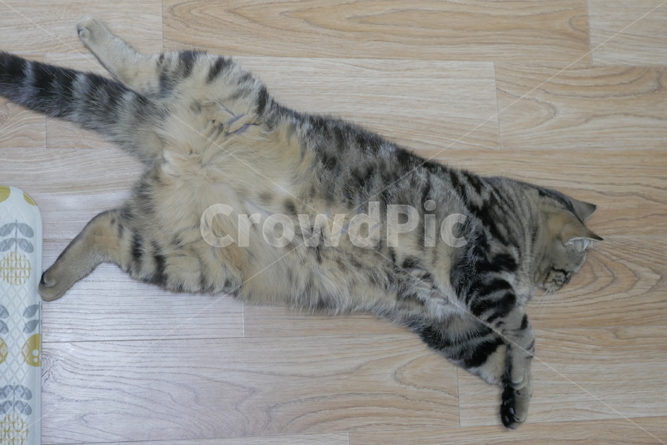 고양이,동물,반려동물,애완동물,cat,동물,animal,포유류,mammal,고양이,cat,kitten,kitty