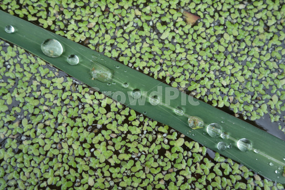 물방울,개구리밥,식물,녹색,풀,식물,자연,plants,nature
