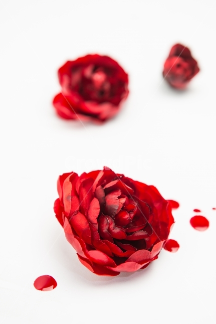 bouquet of roses,Harmony,red rose,rose,interior,Emotional photo