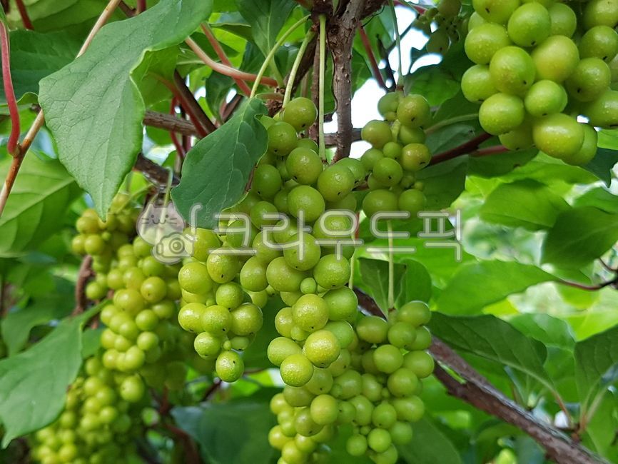 과일,fruit,덩굴,오미자,풋오미자,오미자덩쿨,식물,덩굴식물