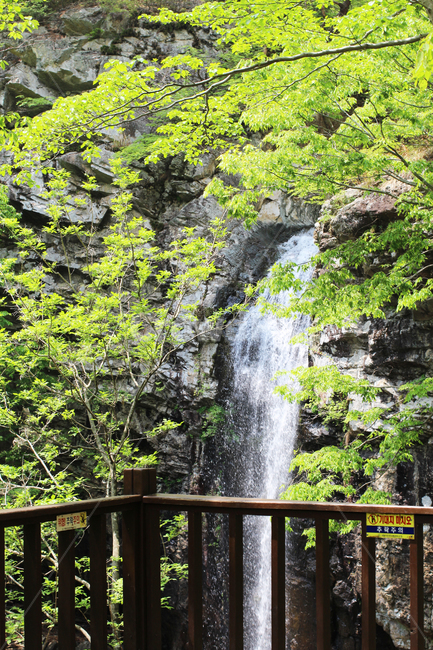 자연,폭포,물,나무,tree,nature,waterfall,water