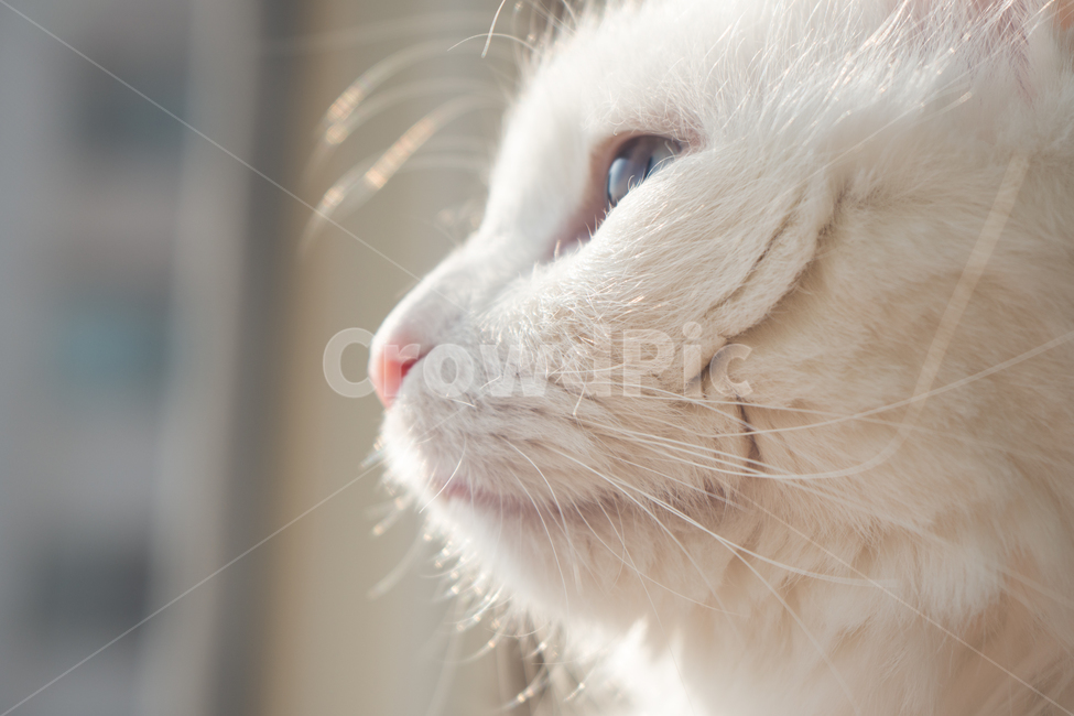 side,profile,kitty,mustache,head,whiskers,face,sunlight,daylight,cat
