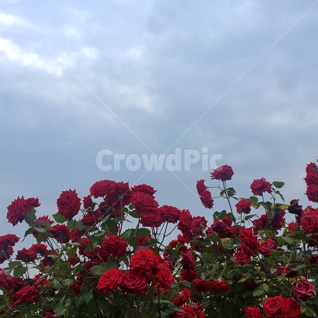 장미,장미꽃,rose,꽃,flower,plant,식물,blossom