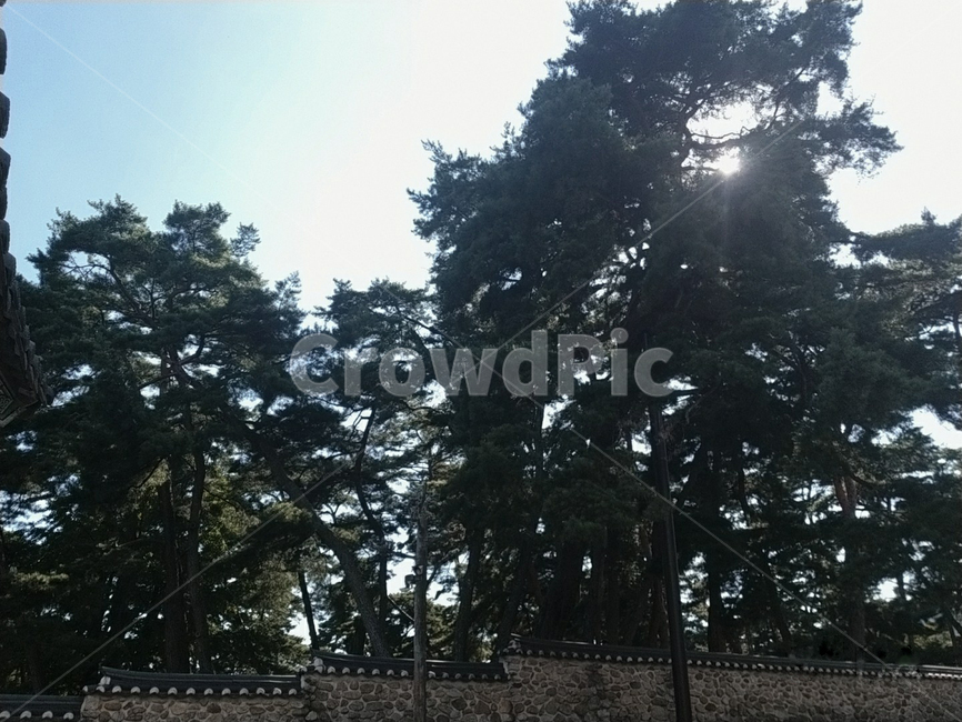 나무,tree,plant,식물,빛,하늘,파랑,파란색,흰색,초록,초록색,담,담장,담벼락,기와,풍경