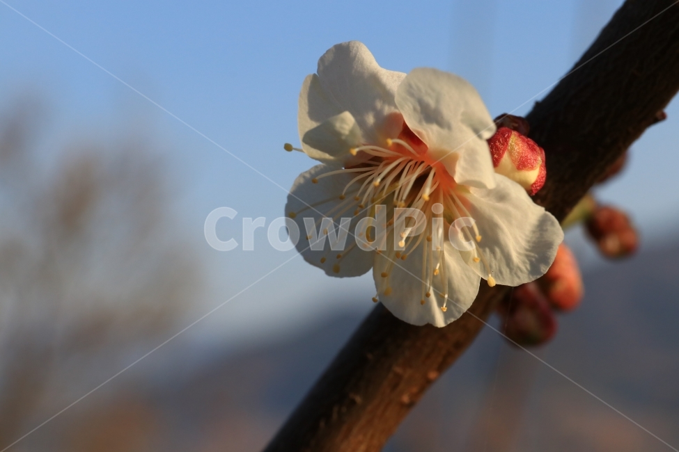 매화,꽃,매실꽃,봄,봄꽃,풍경,접사,식물,자연,plants,nature,꽃,flower