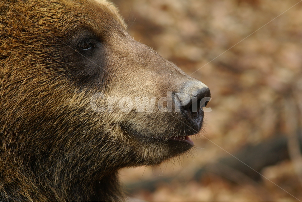 사파리,얼굴,에버랜드,곰,bear,동물,animal,포유류,mammal