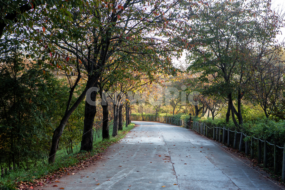 나무,풍경,가을,가을풍경,단풍,낙엽,나뭇잎,자연,가을길,자연,풍경,nature,landscape