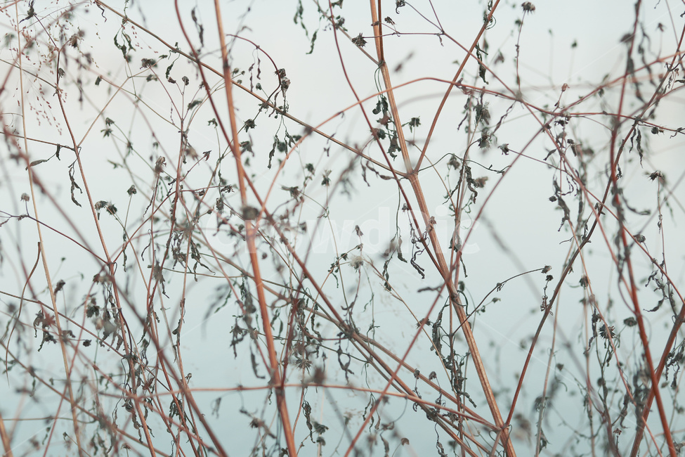 하늘색,호수,저수지,나뭇잎,나뭇가지,낙엽,식물,자연,plants,nature