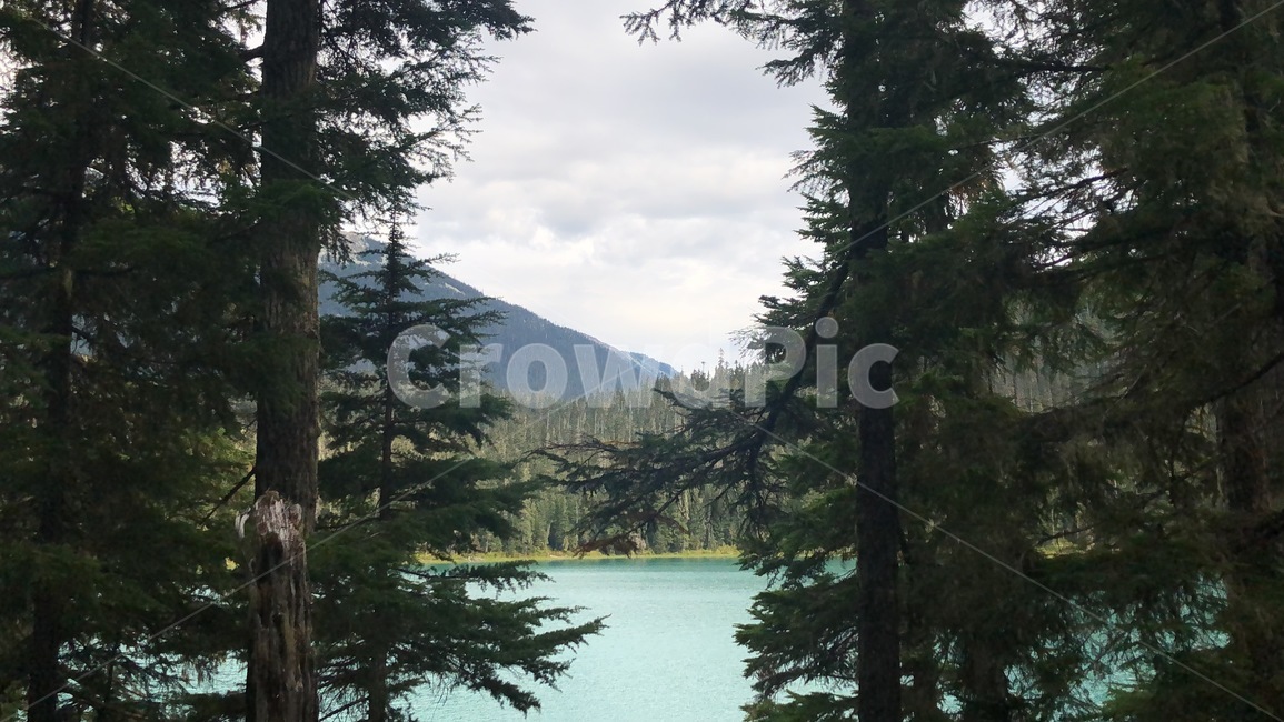 호수,전나무,tree,나무,plant,식물,fir,abies,아비,conifer,구과식물,자연,풍경,nature,landscape,구과 식물