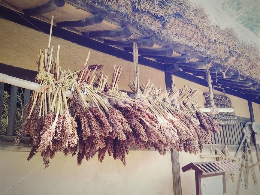 수수,한옥,초가집,한국민속촌,한국