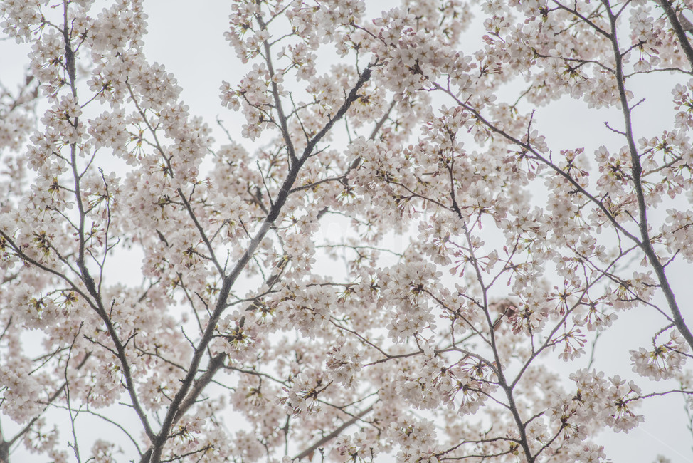 꽃,봄,봄꽃,벚꽃,벚꽃나무,꽃나무,봄,계절,spring,season,식물,자연,plants,nature,꽃,flower,plant,blossom,cherry blossom