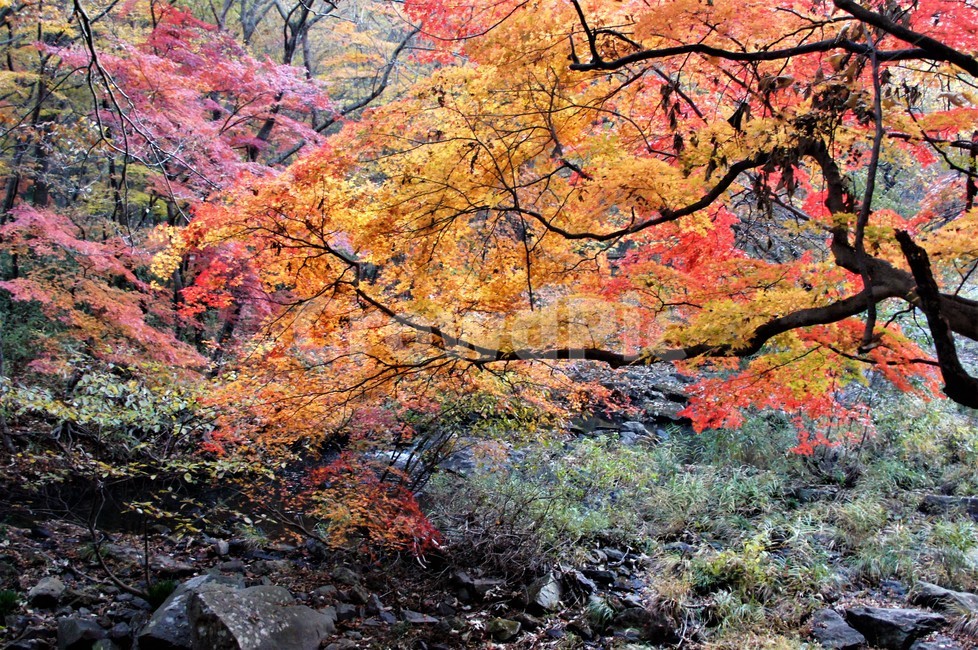 가을,단풍,나무,자연,식물,풍경,자연풍경,감성,autumn,nature,season,계절,emotion,trees,낙엽,가을,계절,fall,autumn,season,tree,plant,maple,leaf,잎