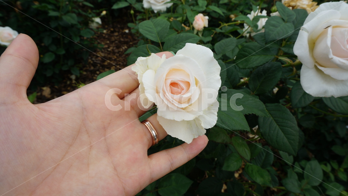 장미,장미축제,흰색,꽃,감성,사진,flower,nature,season,계절,자연,식물,식물,자연,plants,nature,꽃,flower