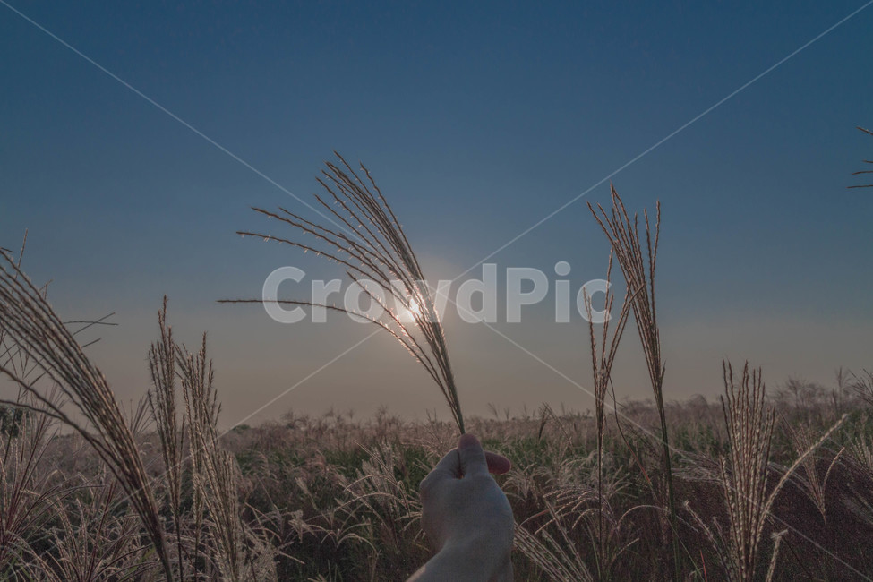 가을,갈대,노을,하늘,가을하늘,공원,가을,계절,fall,autumn,season,식물,자연,plants,nature,감성,sensible,feeling,plant,grass,잔디