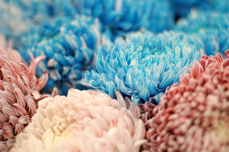 파란색꽃,국화,파란색국화,chrysanthemum,菊花,식물,꽃,blossom,plant,식물,자연,plants,nature,꽃,flower