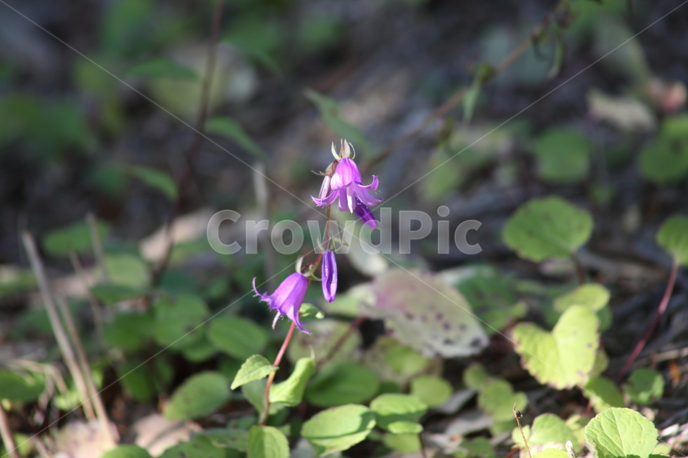 초롱꽃,유럽초롱꽃,꽃,식물,campanularapunculoides,식물,자연,plants,nature,꽃,flower