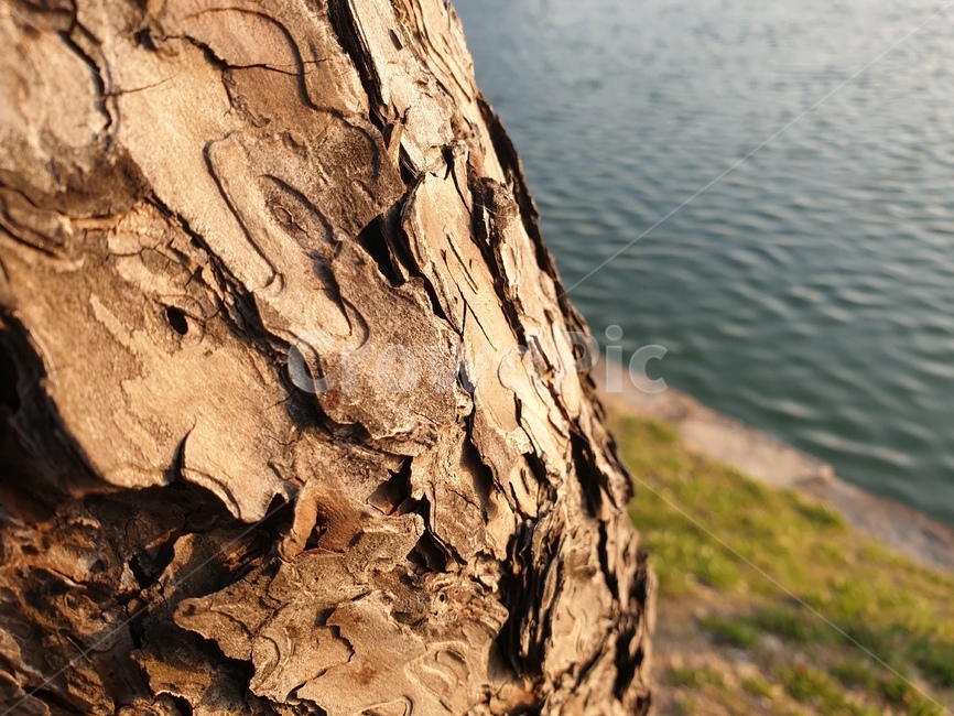 나무,나무껍질,tree,호수,껍질
