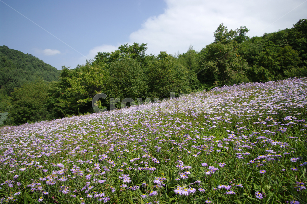 꽃,식물,flower,plant,벌개미취,자연,풍경,nature,landscape,outdoors,옥외,grassland,목초지,field,들