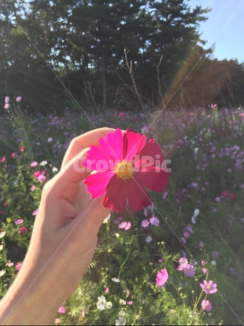 코스모스,꽃,햇빛,자연,감성사진