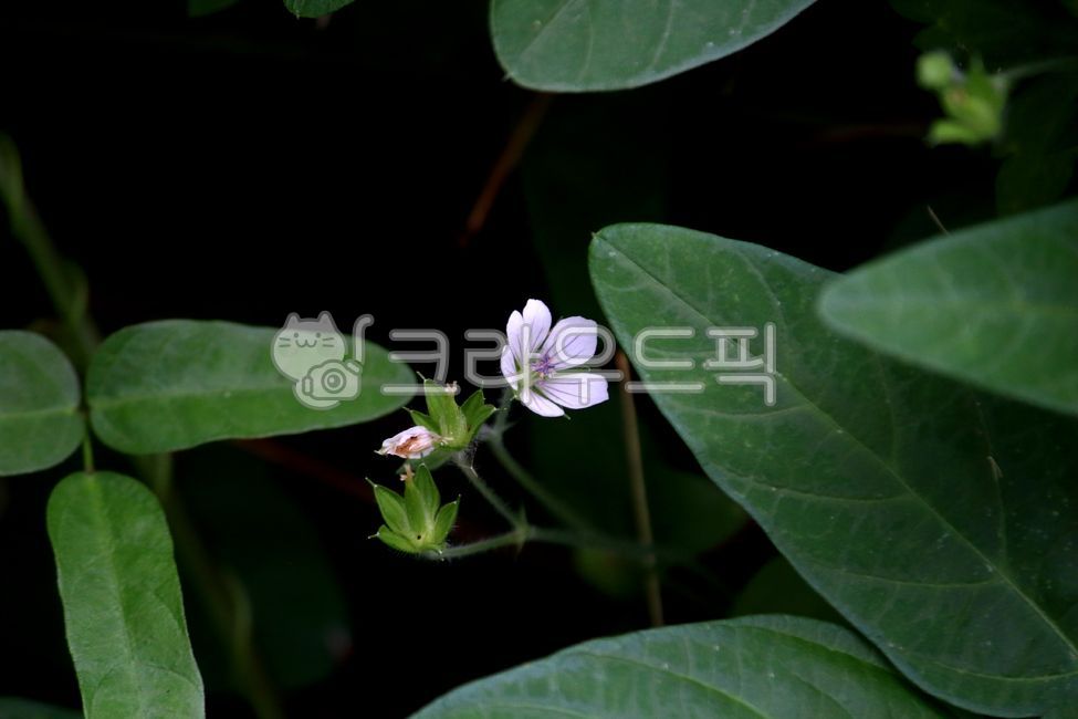 식물,plant,flower,꽃,쥐손이풀,야생화