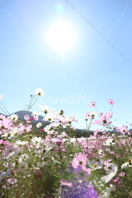 꽃,코스모스,햇빛,햇살,하늘,가을,계절,fall,autumn,season,식물,자연,plants,nature,꽃,flower,spring,봄,plant