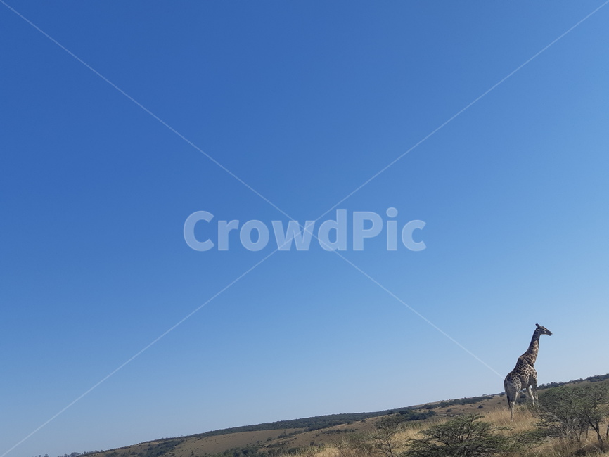 nature,자연,outdoors,옥외,building,건물,하늘,sky,기린,동물,animal,giraffe,광야,초원,배경,배경화면,아프리카,africa