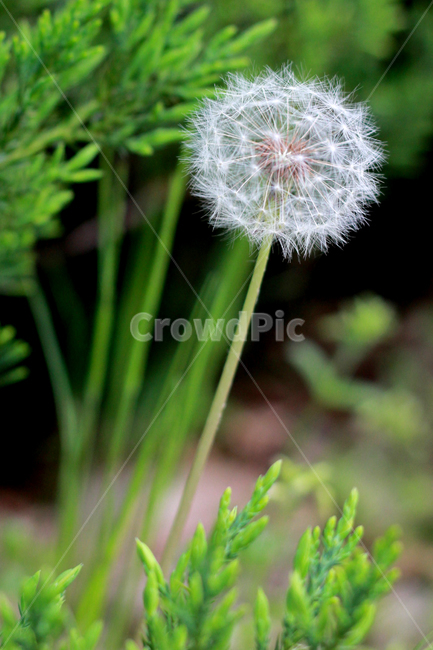 민들레,홀씨,감성,가을,산책,민들레홀씨,식물,자연,plants,nature,꽃,flower