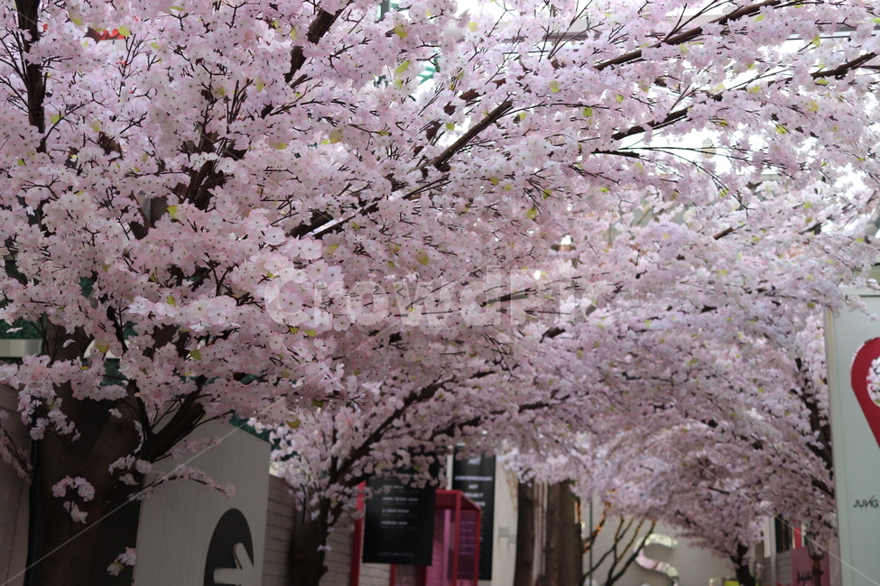 벚꽃,봄,길거리,골목,꽃,봄,계절,spring,season,골목길,alley,plant,식물,blossom,flower,cherry blossom