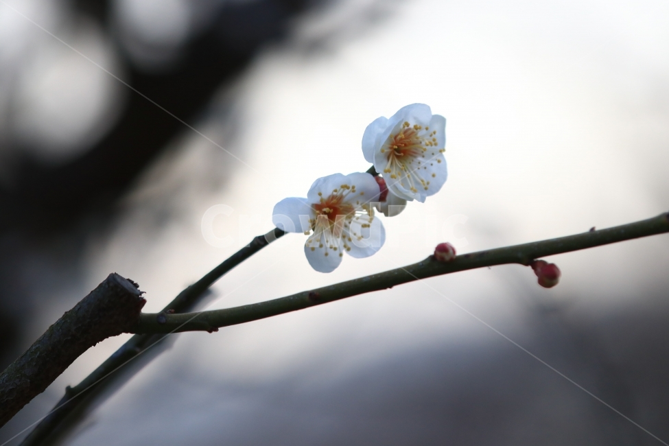 매화,꽃,매실꽃,봄,봄꽃,풍경,접사,식물,자연,plants,nature,꽃,flower