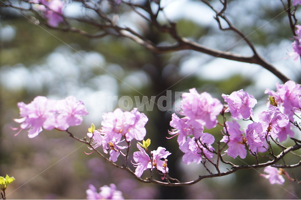 진달래,핑크,봄,낮,빛,봄,계절,spring,season,식물,자연,plants,nature,꽃,flower,plant,blossom,geranium,제라늄