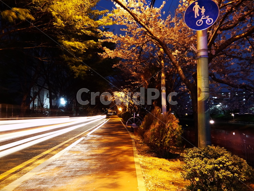 road,도로,빛,light,표지판,산책로,나무,가로수,저녁