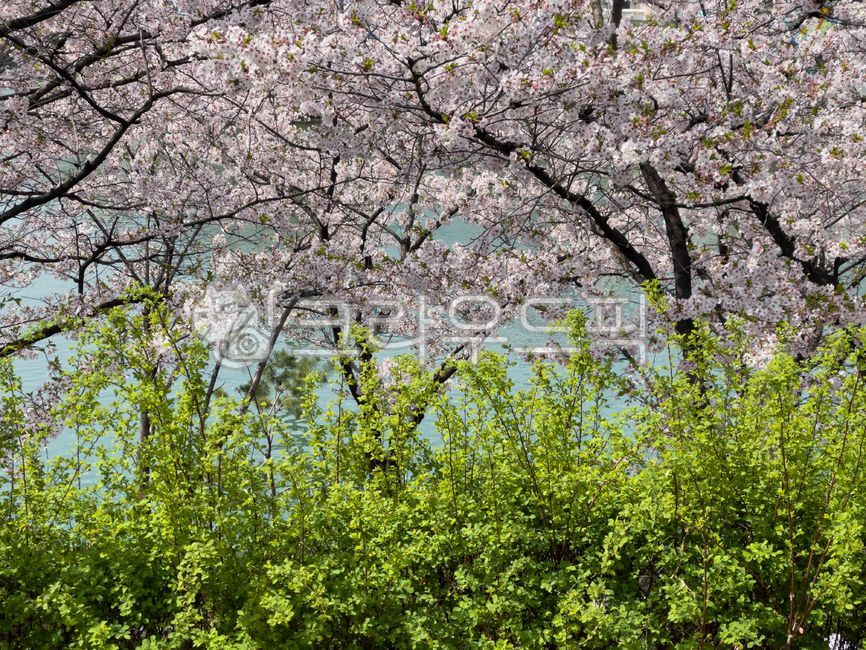 벚꽃,봄,꽃잎,줄기,나무,자연,식물,핑크,녹색,분홍색